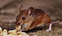 24 Hour & Emergency Exterminators in Homelake, CO